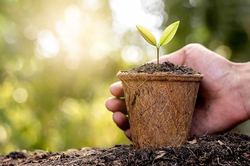 Seedlings growing in coconut coir pots